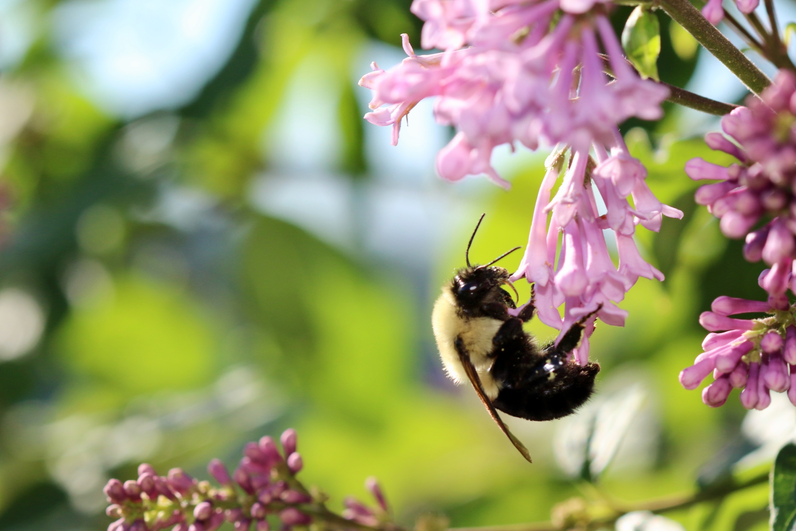 Why we should save the bees, especially the wild bees who need our